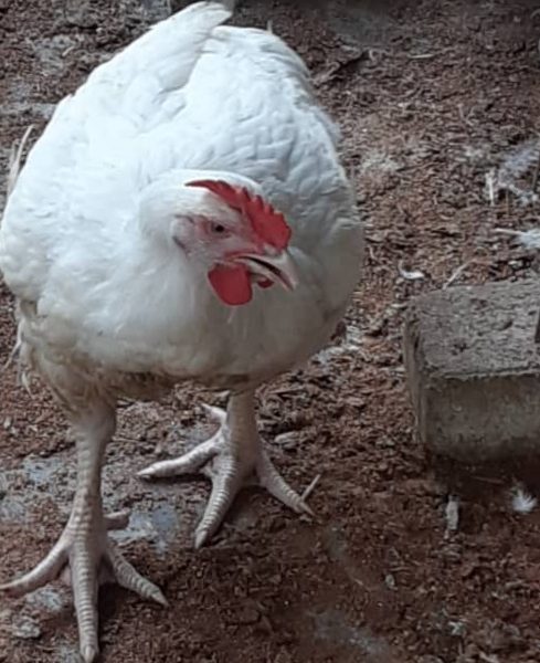 4.5kg Broiler Chicken