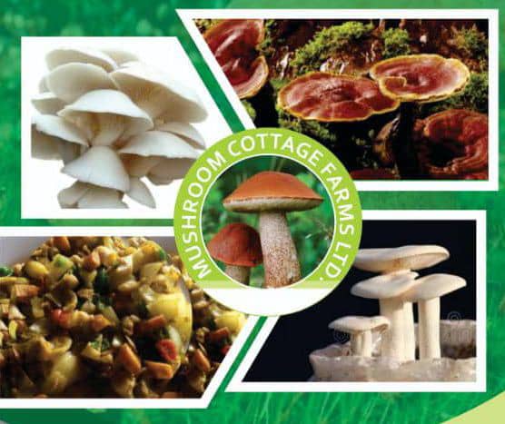 Mushroom Cottage Farms Limited